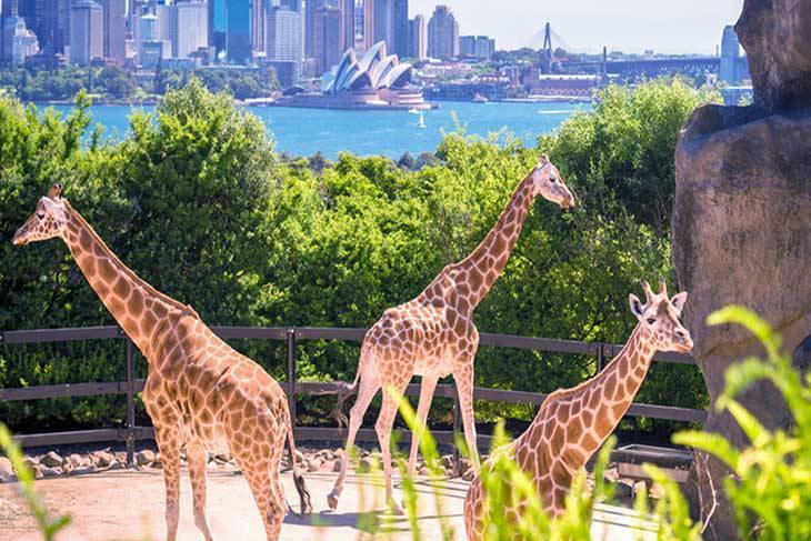 Du Lịch Úc Siêu Khuyến Mại: Melbourne - Canberra - Sydney 6 Ngày Bay Vietnam Airlines